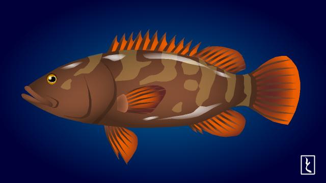 魚 絵屋とみいち