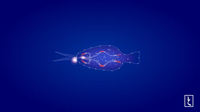 ウミウシ 絵屋とみいち